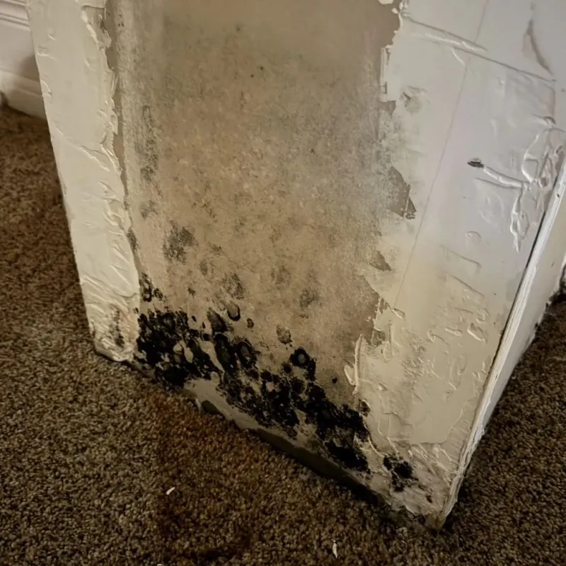 Professional Mold Removal in Henrico County, VA